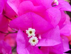 Bougainvillea James Walker
Alamy Stock Photo
Brooklyn, NY