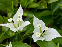 Bougainvillea, Miss Alice, White Flower, Vine
Alamy Stock Photo
Brooklyn, NY