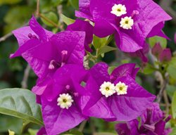 Bougainvillea, Moneth, Purple Flower
Alamy Stock Photo
Brooklyn, NY