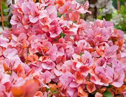 Bougainvillea, Rosenka, Pink Flower
Alamy Stock Photo
Brooklyn, NY
