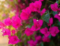 Bougainvillea Vine, Vine With Pink Flowers
Shutterstock.com
New York, NY