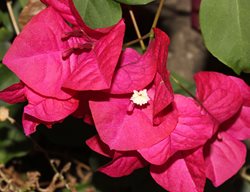 Bougainvillea X Buttiana, Barbara Karst, Magenta Flower
Shutterstock.com
New York, NY