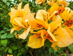 Bougainvillea X Buttiana, Orange King, Orange Flower
Shutterstock.com
New York, NY
