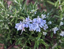 Boule Rosemary, Salvia Rosmarinus
Shutterstock.com
New York, NY