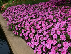 Bounce Pink Flame, Impatiens 'balboufink', Pink Flowers
All-America Selections
Downers Grove, IL