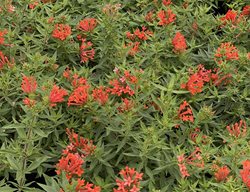 Bouvardia, Estrellita Little Star
Proven Winners
Sycamore, IL