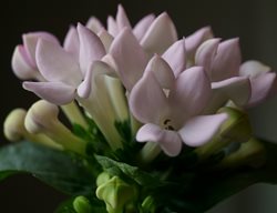 Bouvardia Longiflora, Scented Bouvardia
Shutterstock.com
New York, NY