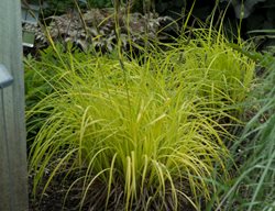 Bowles Golden Sedge, Carex Elata
Proven Winners
Sycamore, IL
