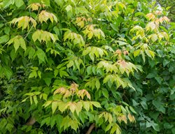 Boxelder Maple, Acer Negundo
Shutterstock.com
New York, NY