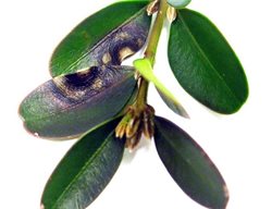 Boxwood Blight, Infected Leaves
Garden Design
Calimesa, CA