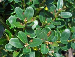 Boxwood Blight, 
University of Tennessee

