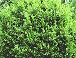 Boxwood, Evergreen, Shrub
Proven Winners
Sycamore, IL