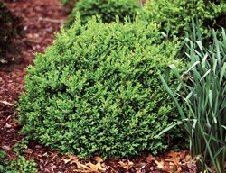 Boxwood, North Star, Buxus Sempervirens
Proven Winners
Sycamore, IL