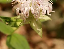 Bradbury’s Bee Balm, Eastern Bee Balm, Monarda Bradburiana
Shutterstock.com
New York, NY