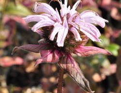 Bradbury's Bee Balm, Pink Flower, Monarda Bradburiana
Millette Photomedia
