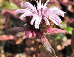 Bradbury's Bee Balm, Pink Flower, Monarda Bradburiana
Millette Photomedia
