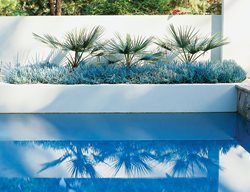 Brahea Armata
Garden Design
Calimesa, CA