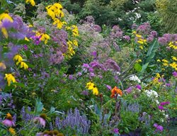 Brandywine Garden Perennial Border
Garden Design
Calimesa, CA