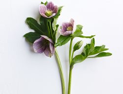 Brandywine-Strain
Garden Design
Calimesa, CA