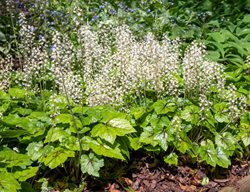 Brandywine Tiarella, Tiarella Cordifolia, Foamflower
Shutterstock.com
New York, NY