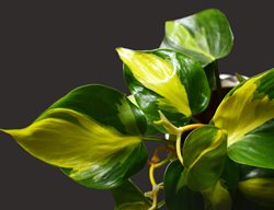 Brasil Philodendron, Variegated Leaf, Houseplant
Alamy Stock Photo
Brooklyn, NY