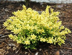 Brass Buckly Holly, Yellow Leaves, Japanese Holly
Proven Winners
Sycamore, IL