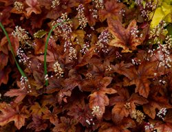 Brass Lantern Heucherella, Foamy Bells
Shutterstock.com
New York, NY