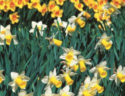 Bravoure Daffodil, Narcissus Bravoure
Brent and Becky's Bulbs
Gloucester, VA