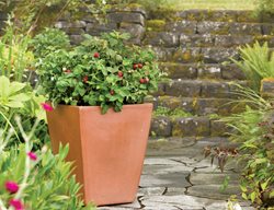 Brazzelberries, Raspberry, Container
Brazelberries
Gaston , OR