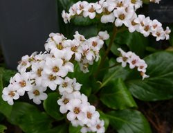Bressingham White Bergenia, Bergenia Hybrid
Shutterstock.com
New York, NY