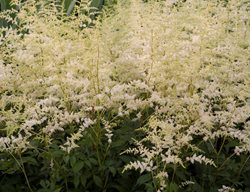 Bridal Veil Astilbe, Astilbe Japonica
Proven Winners
Sycamore, IL