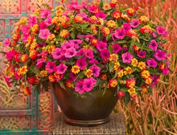 Bright Color Container Plants
Proven Winners
Sycamore, IL