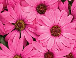 Bright Lights Berry Rose African Daisy, Pink Flowers, Osteospermum
Proven Winners
Sycamore, IL
