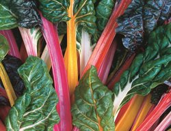 Bright Lights Chard, Space Saving Edibles
Johnny's Selected Seeds
