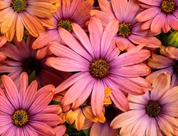 Bright Lights Horizon Sunset African Daisy, Osteospermum
Proven Winners
Sycamore, IL