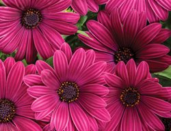 Bright Lights Purple African Daisy, Osteospermum, Purple Flower
Proven Winners
Sycamore, IL