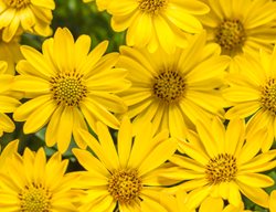 Bright Lights Yellow Osteospermum, Yellow African Daisy, Osteospermum Hybrid
Proven Winners
Sycamore, IL