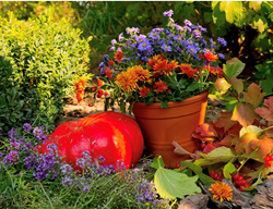 Brillant Fall Colors, Purple And Orange Flowers
Garden Design
Calimesa, CA