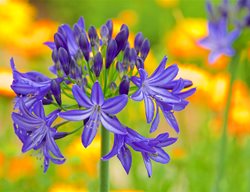 Brilliant Blue Lily Of The Nile, Agapanthus
Garden Design
Calimesa, CA