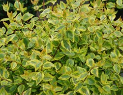 Brilliantina Abelia, Abelia X Grandiflora
Proven Winners
Sycamore, IL