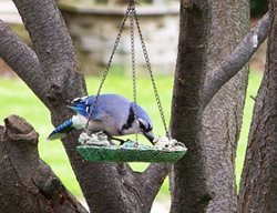 Bring In The Birds
Garden Design
Calimesa, CA