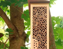 Bring Native Bees
Garden Design
Calimesa, CA