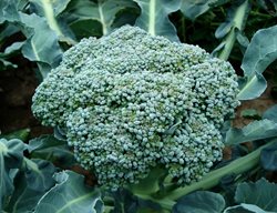 Broccoli, Green Vegetable
Pixabay
