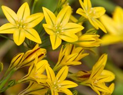 Brodiaea Triteleia Ixioides
Garden Design
Calimesa, CA