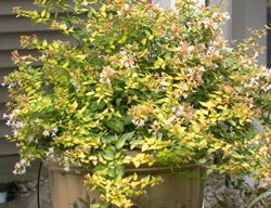 Bronze Anniversaray Abelia, Abelia X Grandiflora, Container Shrub
Proven Winners
Sycamore, IL