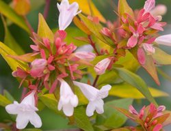 Bronze Anniversary Shrub, Abelia X Grandiflora, 
Proven Winners
Sycamore, IL