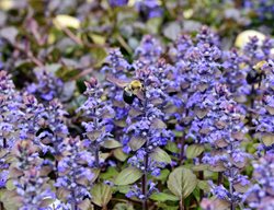 Bronze Beauty Bugleweed, Ajuga Flowers
Millette Photomedia
