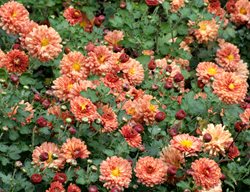Bronze Elegans, Old Fashioned Mums
Alamy Stock Photo
Brooklyn, NY