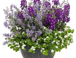 Brooklyn Heights Container, Giant Snowflake Bacopa, Angelface Blue Summer Snapdragon, Cat's Meow Catmint
Proven Winners
Sycamore, IL