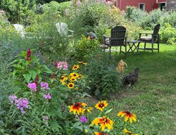 Brown-Eyed Susan, Native Phlox, Chickens
Garden Design
Calimesa, CA